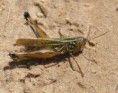/album/photogallery/grasshopper-on-bushtrack-jpg/